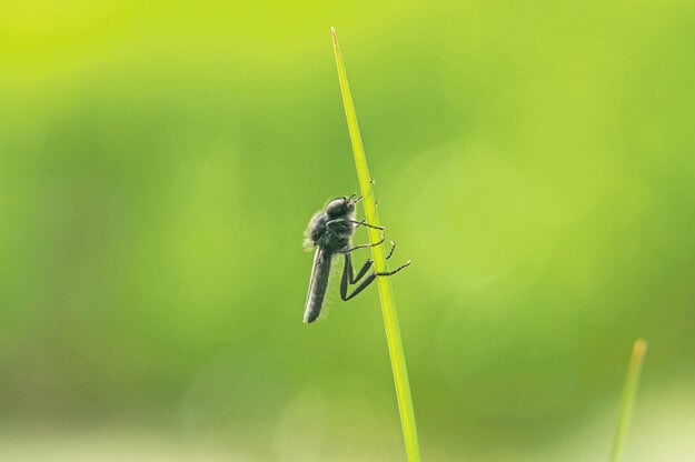  (zdroj: adobe stock)