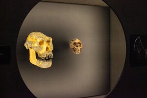 Kópia lebky australopiteka pomenovaného Selam, ktorá je súčasťou expozície Ľudia a ich predkovia v Národnom múzeu v Prahe.