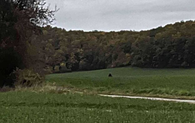 Medveď sa objavil v blízkosti domov v Kamenci pod Vtáčnikom. (zdroj: FB - Kamenec pod Vtáčnikom)