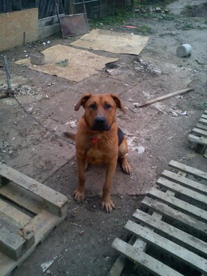 Diego