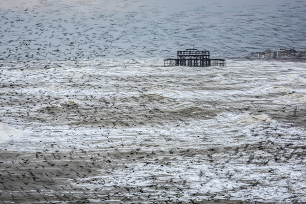 Kŕdeľ škorcov. Brighton, East Sussex, Anglicko