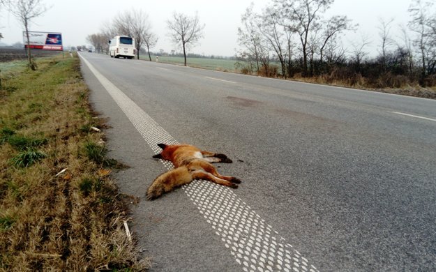 Skončila pod kolesami auta.