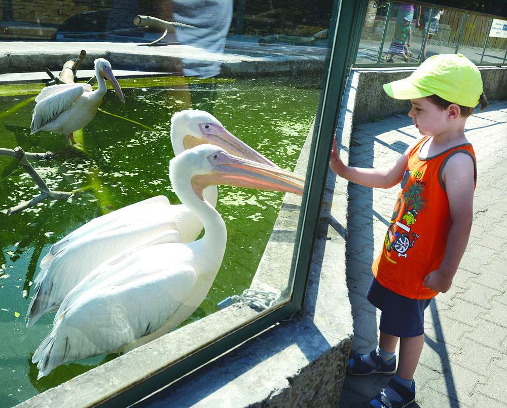 Kavečany ZOO. Hodnotenie: 1-.