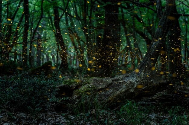 V bratislavských lesoch môžete po večeroch vidieť svetlušky. (zdroj: FOTOLIA)