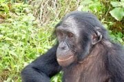 Bonobo.