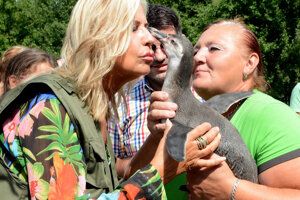 Erika Karafová sa stará o tulene i tučniaky. Fotografia je z krstu tučniaka, jeho krstnou mamou sa stala Eva Máziková. 