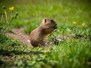 Ground Squirrel in Muránska Planina, Slovakia.