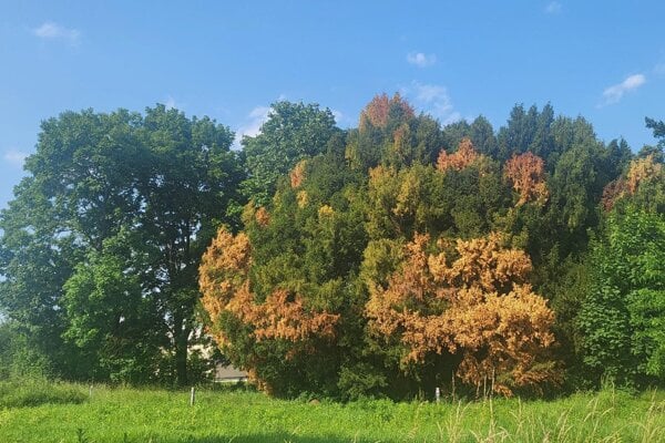 Časť stromov je poškodená.