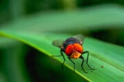 Larva muchy Cochliomyia hominivorax (na zábere) požiera zvieratá zaživa. Zriedkavo napáda aj ľudí.