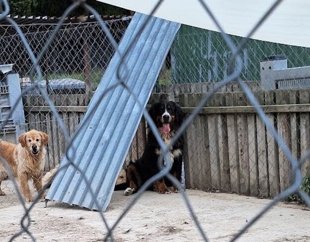  (zdroj: Štátna veterinárna a potravinová správa)
