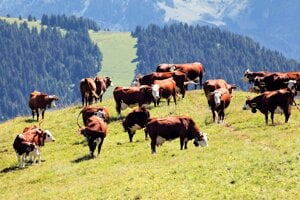 Q horúčka je na Slovensku po tridsiatich rokoch, baktéria je odolná a vysoko infekčná