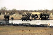 Slony v národnom parku Etosha v Namíbii.