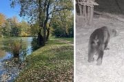 Na tomto mieste v Starom Tekove videl rybár v noci medveďa. Zviera zachytila fotopasca pri Novej Dedine v máji (vpravo).
