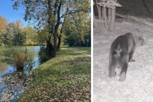 Na tomto mieste v Starom Tekove videl rybár v noci medveďa. Zviera zachytila fotopasca pri Novej Dedine v máji (vpravo).