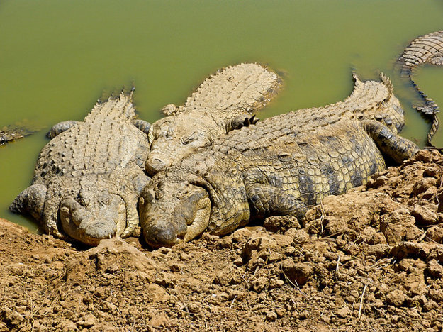 Krokodilfarm Animalia je jedným z najpopulárnejších parkov na Djerbe.