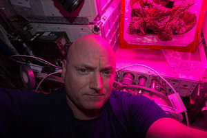 V auguste 2015 sa na Medzinárodnej vesmírnej stanici podarilo astronautom vypestovať rímsky šalát. 