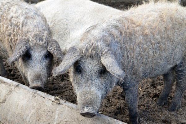 Vo Francúzsku sa začal rozširovať chov mangalíc, ktoré už skoro vymizli
