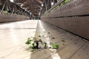 Väčšina kvetov skončila v Orave.