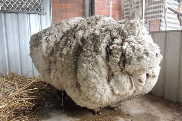 Celých 42 kilogramov (ekvivalent tridsiatich svetrov) vážila vlna z barana Chrisa, ktorého našli strateného v austrálskom buši. 