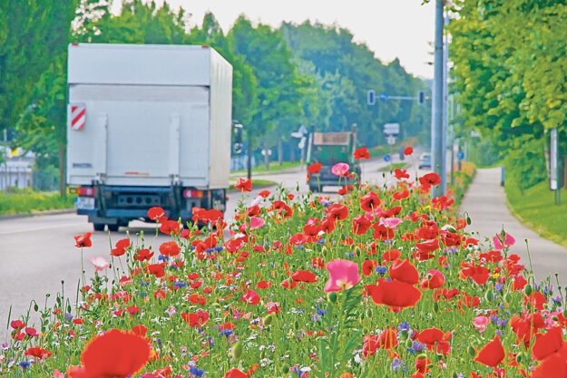 V neďalekom zahraničí sa zakladajú pásy s lúčnymi a poľnými kvetmi aj pri frekventovaných cestách.