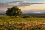 Košatá jabloň nad Žiarom.