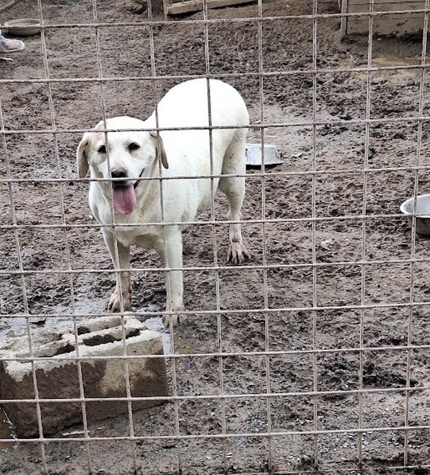 Aj v blate. (zdroj: Štátna veterinárna a potravinová správa)