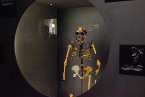 Kópia kostry australopiteka pomenovaného Lucy, ktorá je súčasťou expozície Ľudia a ich predkovia v Národnom múzeu v Prahe.