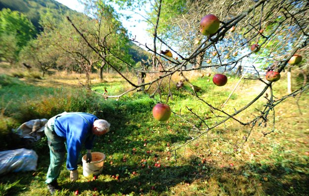 Miestny osadník Rudolf Ujčík zbiera padnuté jablká v starom sade počas samozberu rôznych odrôd jabĺk v osade Španie pri obci Nová Bošáca.