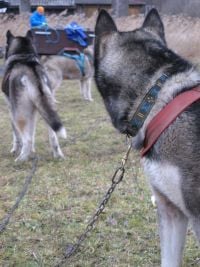 husky-ii_r7957.jpg