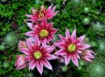 sempervivum_arachnoideum.jpg sempervivum_arachnoideum.jpg