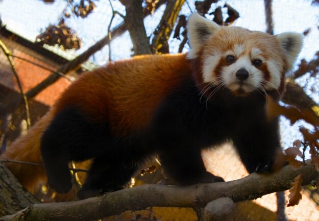 Panda červená
