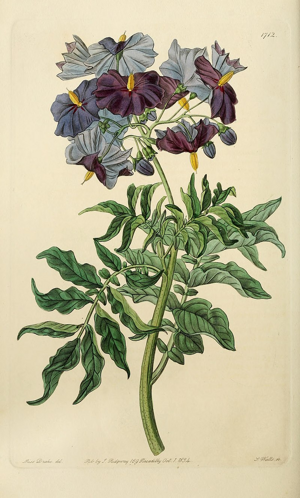 Botanická ilustrácia rastliny Solanum etuberosum. (zdroj: Edwards, Sydenham)