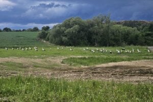 Na skládku chodia ako do špajzy. Smetiskové bociany menia svoje správanie