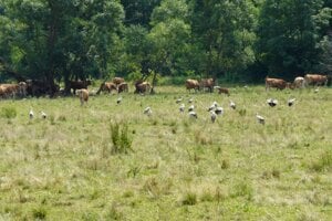Slovenské Serengeti pri Habure.