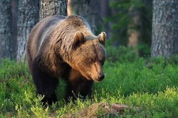 Medveď hnedý-ilustračné foto