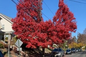 Zranená krása. Fotografia získala vlani tretie miesto v kategórii nad 18 rokov. 