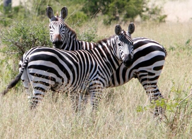 Počas dovolenky v Zanzibare si možno odskočiť na africké safari na pevninu.