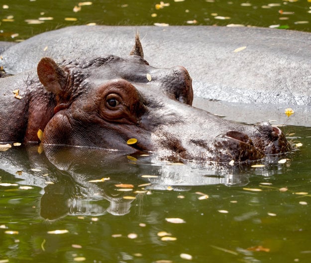 ZOO Budapešť