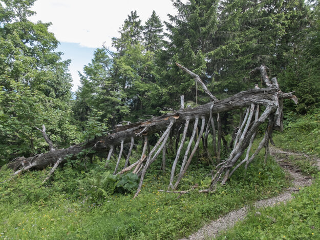 Tento strom je mŕtvy len napohľad - jeho drevo dáva život množstvu hmyzu.