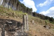 V obci Čierny Balog prebieha masívna ťažba v lokalitách zasiahnutých podkôrnikovou kalamitou. 
