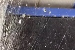 Drobné pavúky sa sústreďovali pri svetelnom paneli a rozširovali sa ďalej.