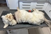 Odsúdenému bol uložený trest odňatia slobody v trvaní 12 mesiacov s podmienečným odkladom na skúšobnú dobu 18 mesiacov.