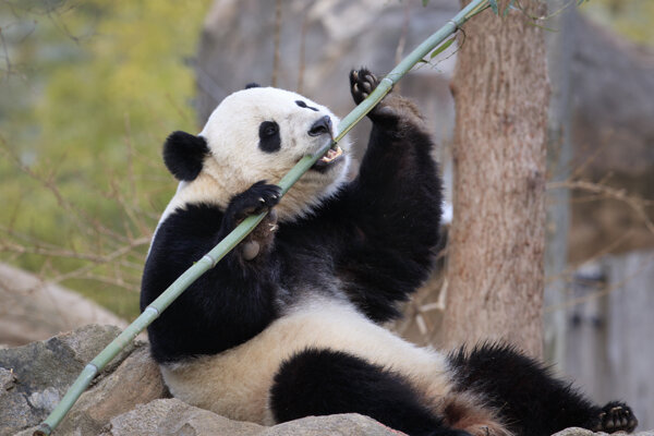 Vo francúzskej zoo sa narodili pandie dvojičky