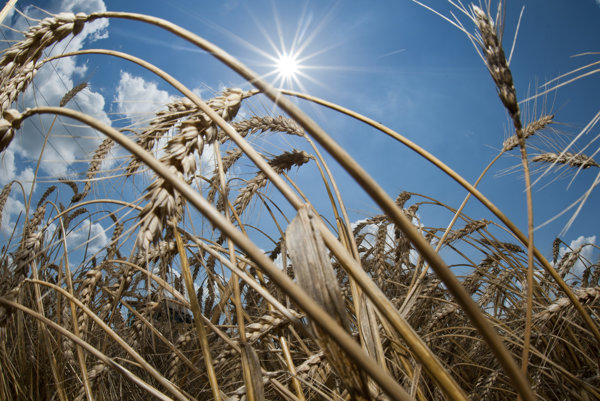 Žatva sa na Slovensku skončila, niektorých farmárov sucho položilo