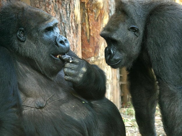 Zoo Praha