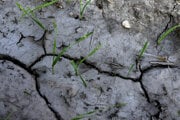 Horúčavy a nedostatok zrážok v týchto dňoch vysušujú pôdu až natoľko, že praská.