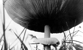 black angels (čierni anjeli)