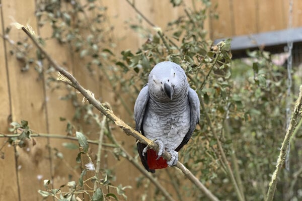 Britská ZOO sa rozhodla izolovať päticu nadávajúcich papagájov