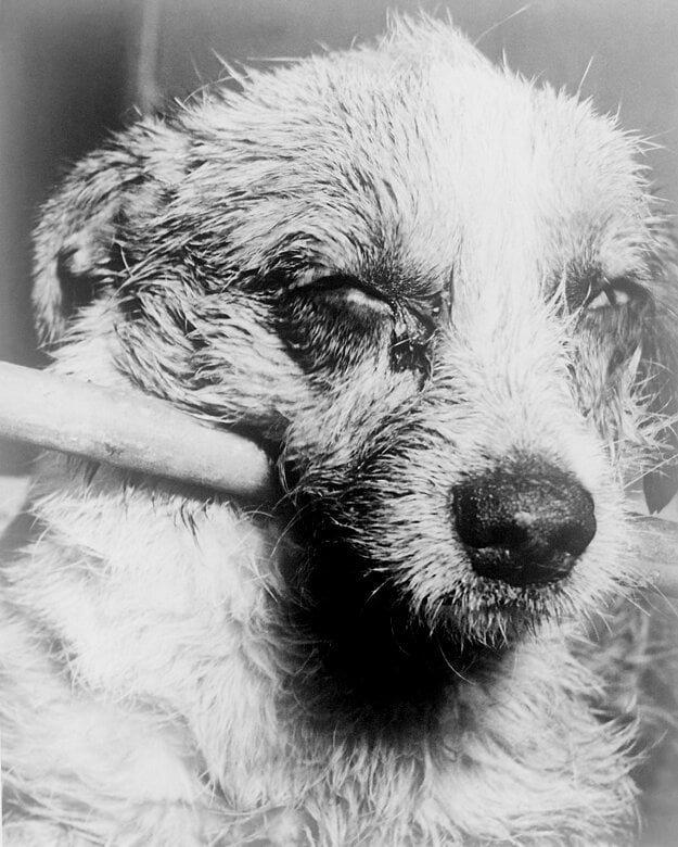 Pes nakazený besnotou, fotografia z roku 1963 (zdroj: wikimedia.org)