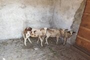 O ovce sa vraj starali len susedia.